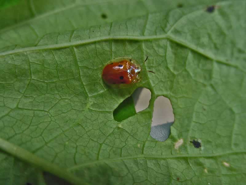 Golden beetle escape прохождение